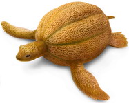 Канталупа (мускусная дыня) - сорт дыни с плодами, имеющими бородавчатую поверхность